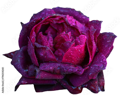 Beautiful real single flower flowerhead of a dark pink coloured rose with dew drops cut out on an isolated background	