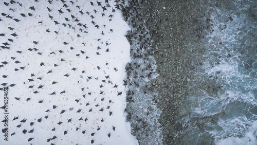 Gentoo Penguin Colony Going Ashore Aerial View. Antarctica Bird Group Walk on Dangerous Snow Covered Ocean Coast Landscape in Wave Water. Arctic Climate Change Concept Top Drone photo