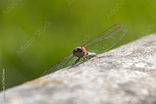 close up of a dragonfly © Matthieu