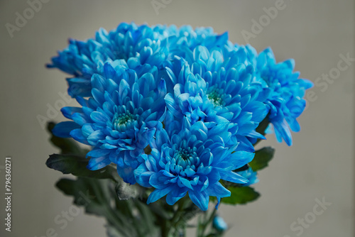 Blue chrysanthemums on a gray background, blue flowers on a gray background, unusual color of chrysanthemums