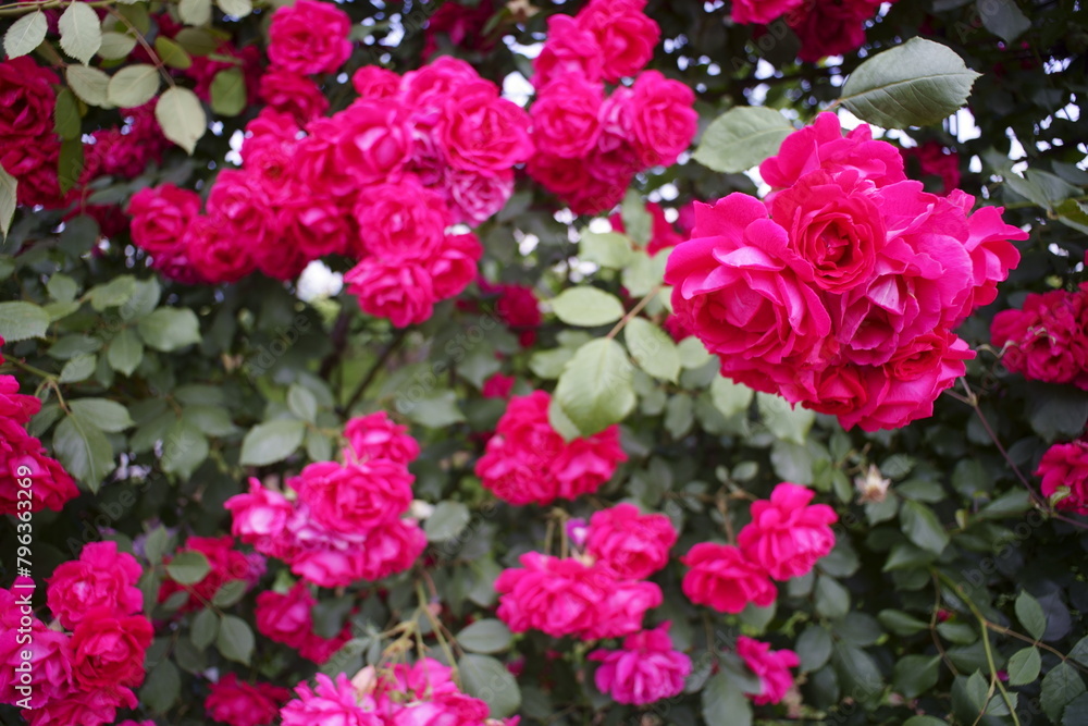 pink roses pink roses
