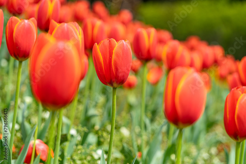 The colorful tulips are blooming beautifully