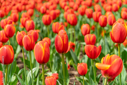 The colorful tulips are blooming beautifully