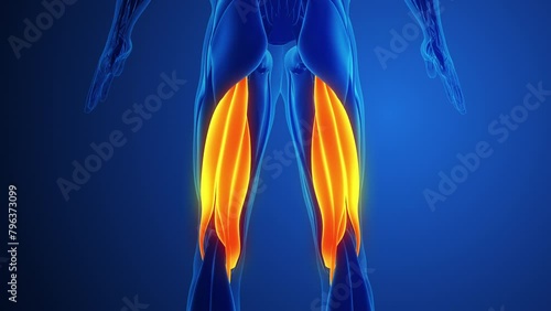 Hamstring Muscle Pain with blue background