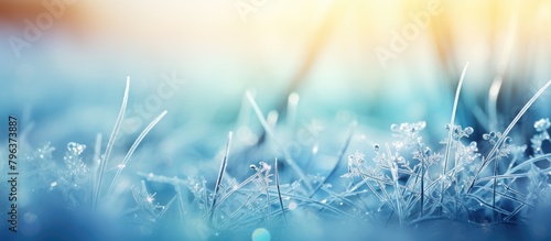 Sunlit frosty grass close-up © HN Works
