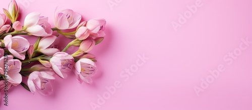 Pink flowers on soft pink backdrop photo