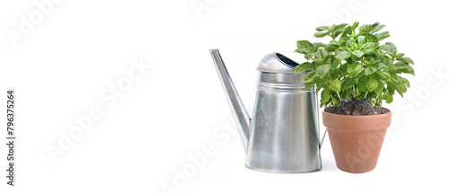 potted of basilic  with a watering can on white background - copy space