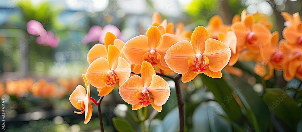 Fototapeta premium Orange flowers among green foliage