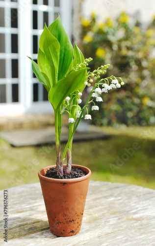 close up on beautiful sprig of fresh lily of valley blooming in a potted on a...