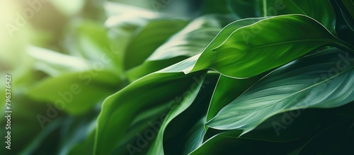 Green plant leaves closeup