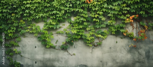 Green leaves covering a wall