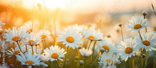 Field of white flowers at sunset #796376625