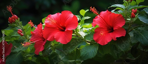 Two vibrant red blooms amid foliage