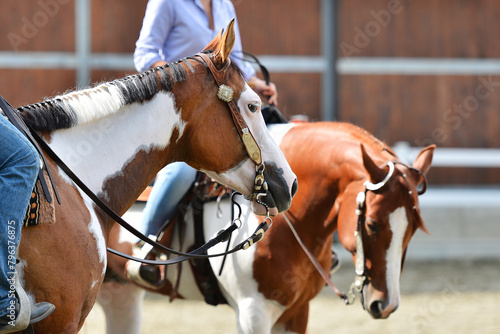 Paint horse portrait at show, ready to compete