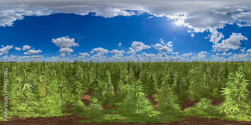 cannabis stevia hemp drug plantation field 360° vr environment equirectangular (ID: 796377663)