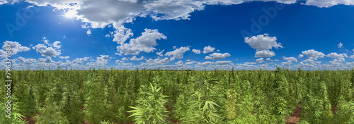cannabis stevia hemp drug plantation field 360°