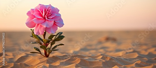 Pink flower blooming in sand
