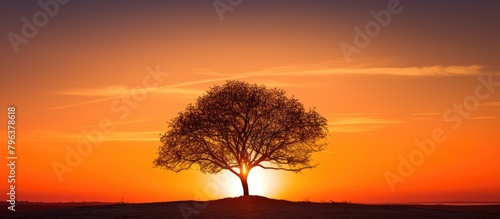 Sun sets behind lone tree atop hill