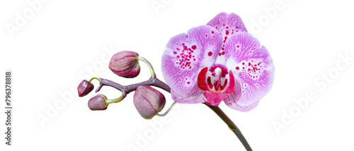 closeup on beautiful pink orchid with buds blooming isolated on white background