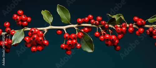 Close view of branch red berries photo