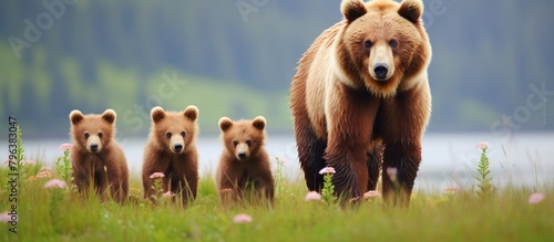 Three bears wander lake field