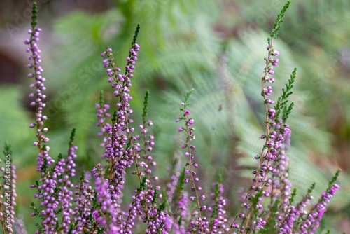 close up of lavender flowers