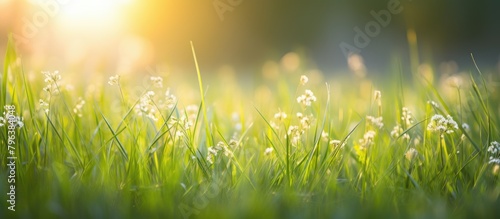 Sunlight filtering through lush green grass