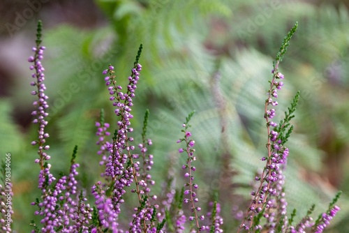 close up of lavender flowers © Matthieu
