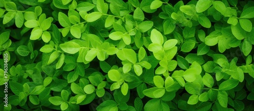 Green foliage close up photo