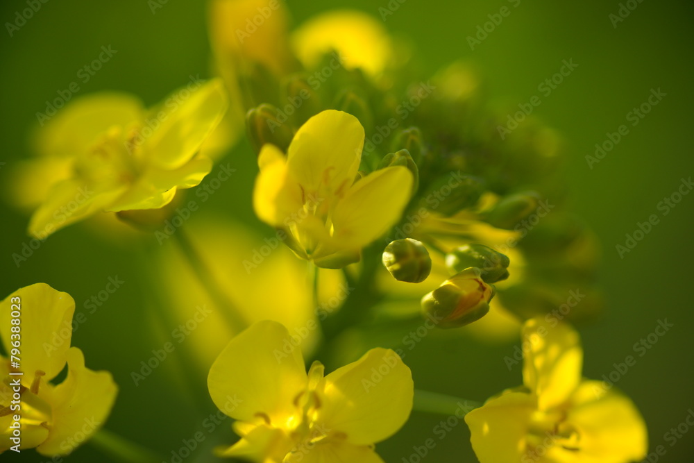 菜の花 菜の花