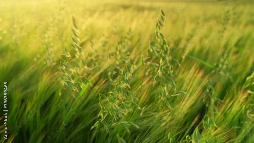 Green oat and rye field. Beautiful agricultural field landscape with green oats and rye ears close up at sunset glow. Stock footage video 4k Green oat and rye field. Beautiful agricultural field landscape with green oats and rye ears close up at sunset glow. Stock footage video 4k
