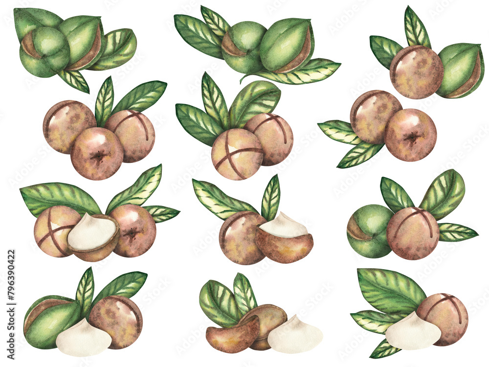 Macadamia nut on a white background, a composition of several nuts and leaves. The macadamia tree. Food, snacks, brown walnut, close-up. Watercolor illustrations, clipart. Template for textile design Macadamia nut on a white background, a composition of several nuts and leaves. The macadamia tree. Food, snacks, brown walnut, close-up. Watercolor illustrations, clipart. Template for textile design