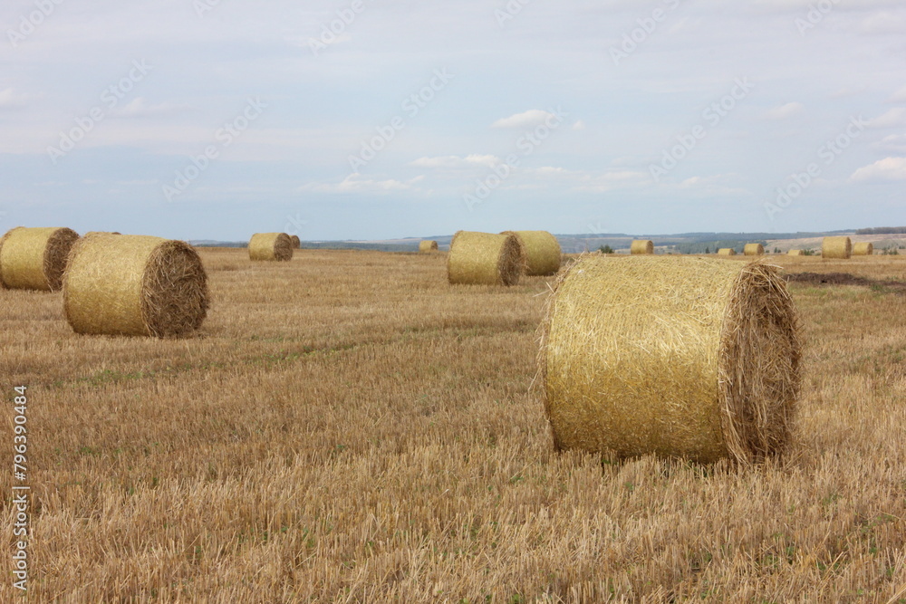 hay bales in the fields
