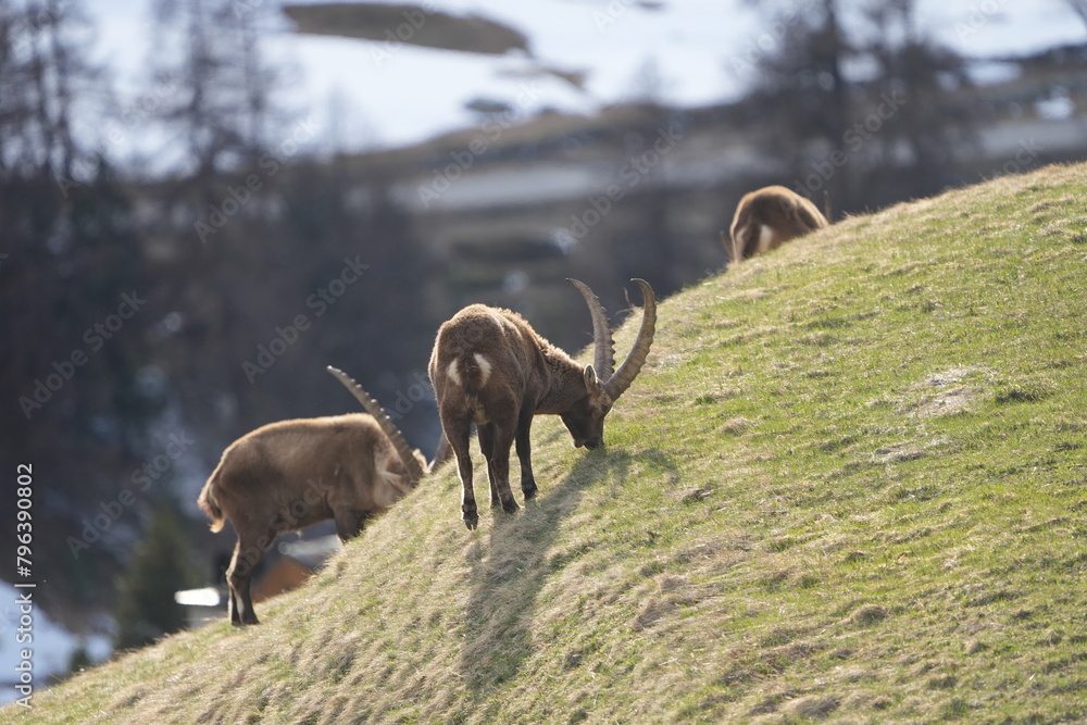 herd of steinbock capricorns grazing in Pontresina, Graubuenden, during summer. Ibex herd. herd of steinbock capricorns grazing in Pontresina, Graubuenden, during summer. Ibex herd.