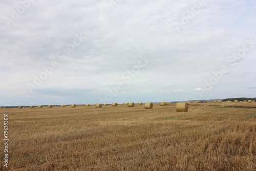 hay bales, hay in the field, straw