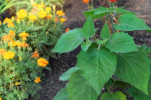 Peruvian physalis is growing in garden. Green bush in country garden. Sunny day. photo