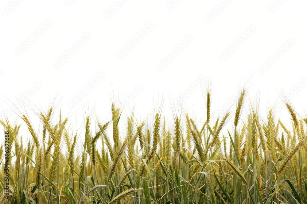 Naklejka premium Field agriculture backgrounds outdoors.