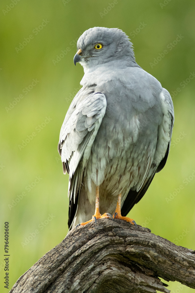 Obraz premium Montagu's harrier male inside his breeding area in a cereal steppe at his favorite perch at the first light of a spring day