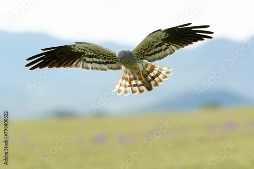 Male Montagu s harrier flying in his territory with the last light of the afternoon in a cereal field in spring