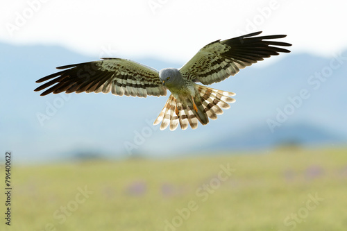 Male Montagu's harrier flying in his territory with the last light of the afternoon in a cereal field in spring
