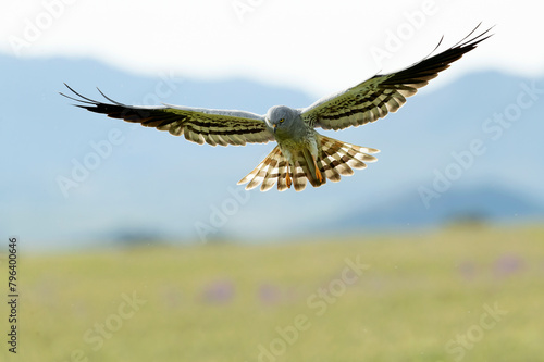 Male Montagu's harrier flying in its breeding territory in a cereal steppe with the last light of the day