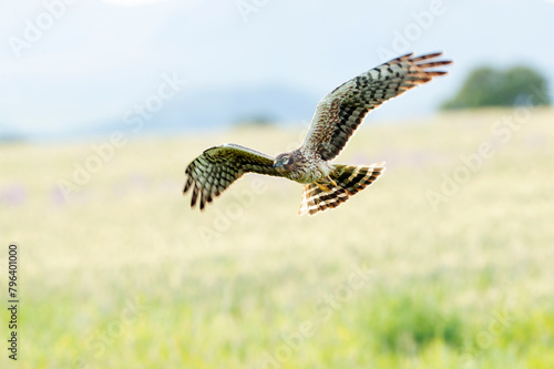 Female Montagu's harrier flying into her breeding territory on a cereal steppe at the first light of a spring day