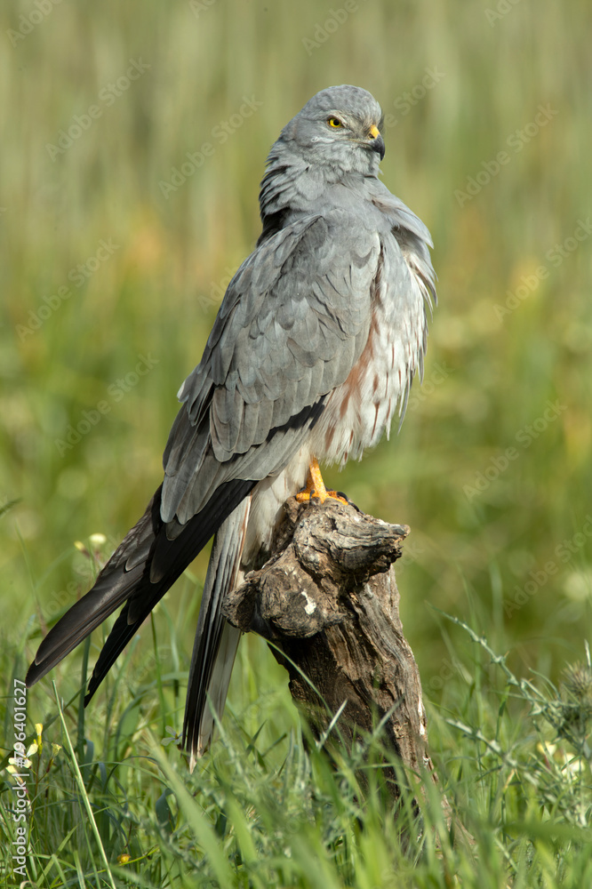 Fototapeta premium Male Montagu's harrier grooming and stretching its plumage in its breeding territory on a cereal steppe at the first light of a spring day