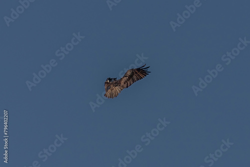 Osprey hovers over the water ofthe marsh looking for fish