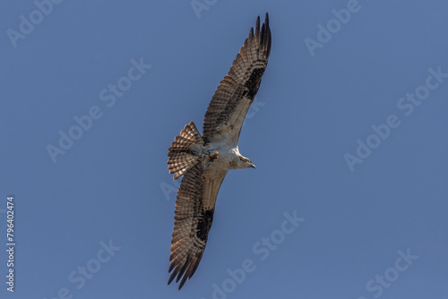 Osprey flies away with a fish it caught in the marsh