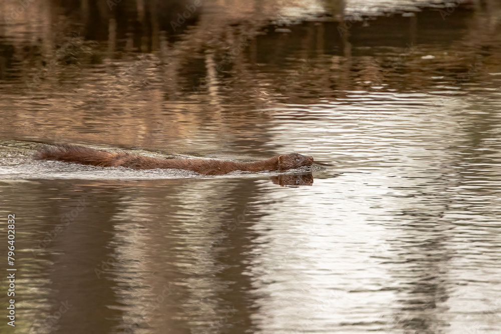 American Mink swims through the water of the marsh American Mink swims through the water of the marsh