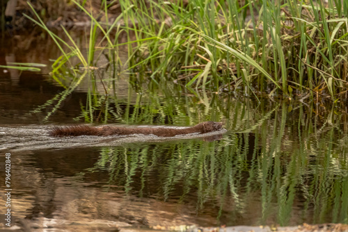 American Mink swims through the water of the marsh
