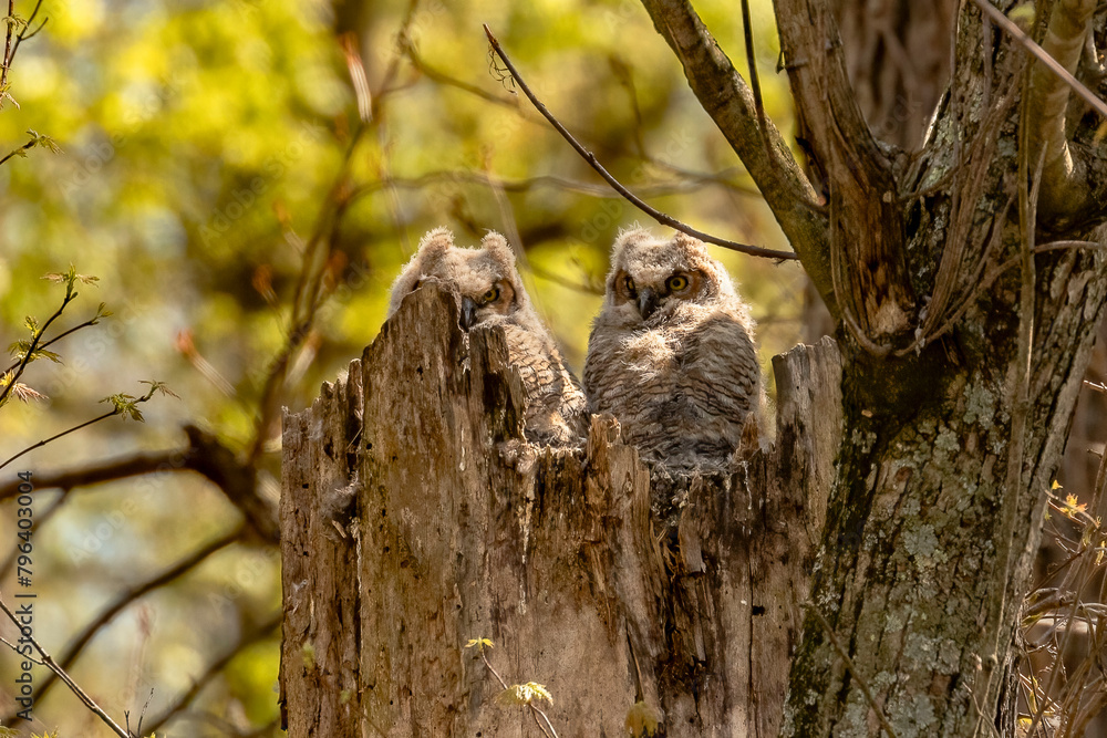 Great Horned Owlets nestled in their nest Great Horned Owlets nestled in their nest