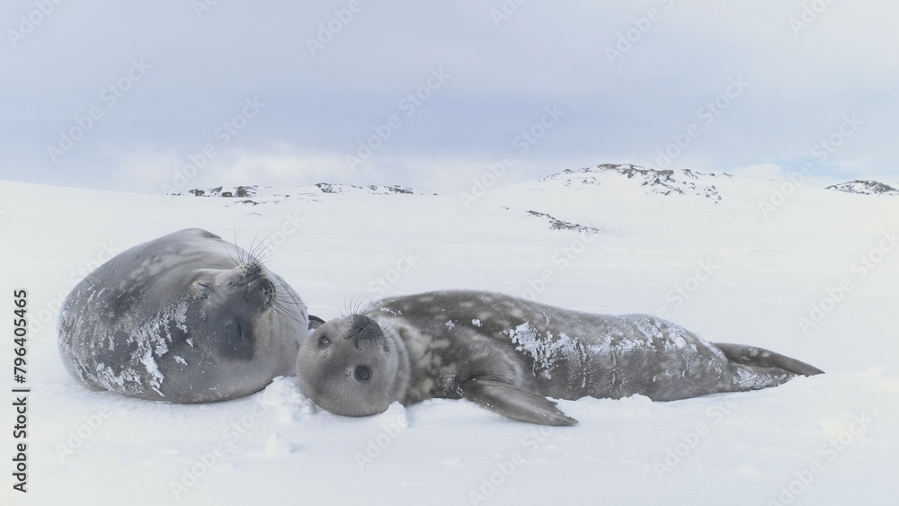 Obraz premium Cute baby and mother Weddell seal in Antarctica. Snow winter. Wild animal family resting on polar blizzard landscape background. South Pole wildlife nature static