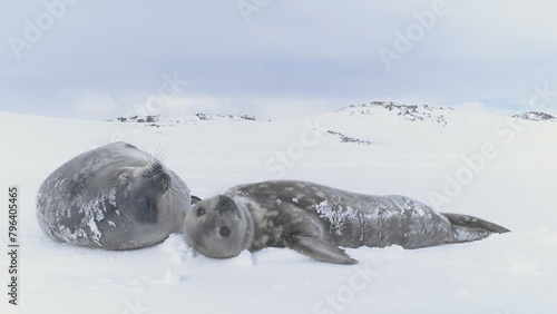 Cute baby and mother Weddell seal in Antarctica. Snow winter. Wild animal family resting on polar blizzard landscape background. South Pole wildlife nature static